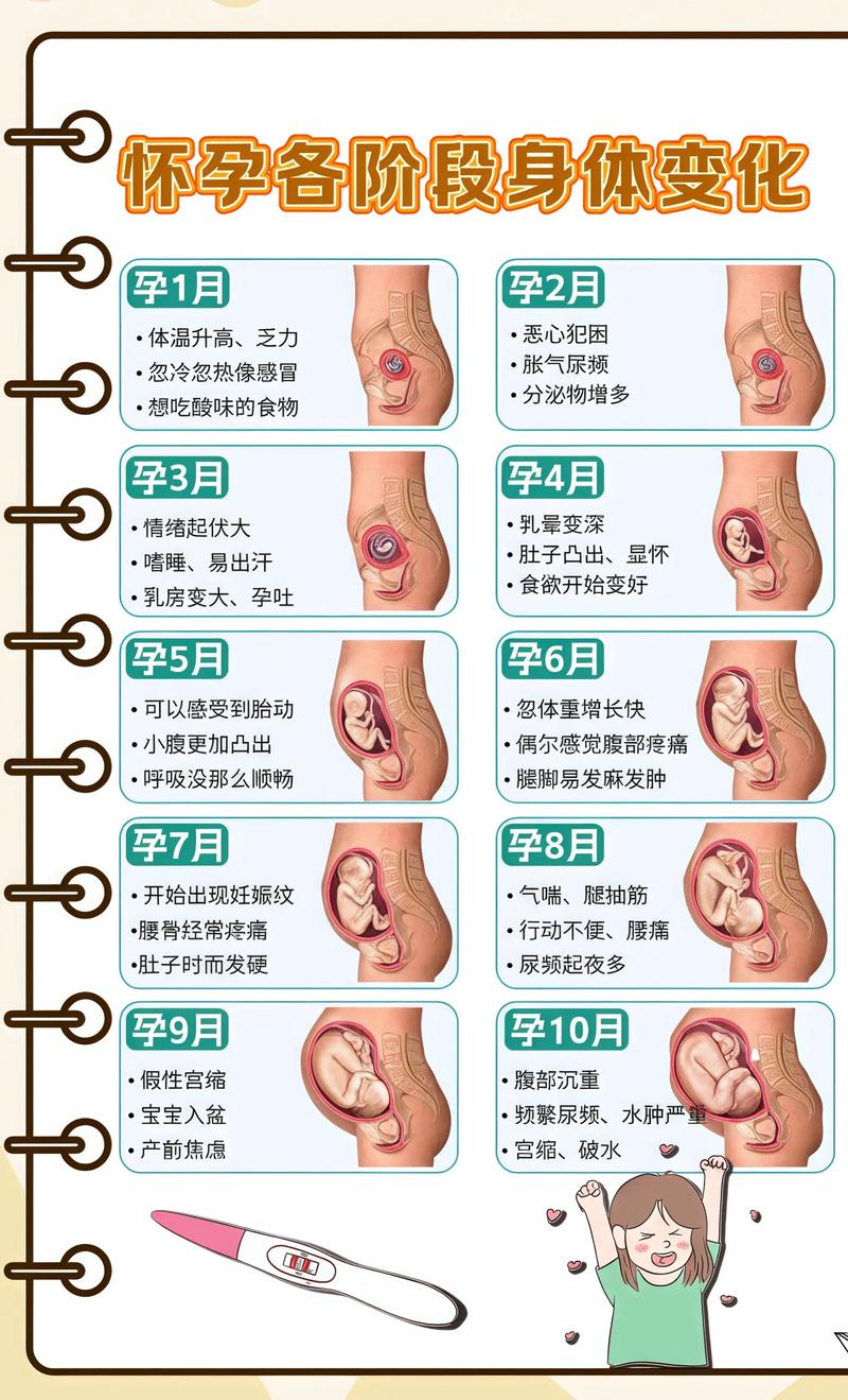 揭秘供卵代孕妈妈怀孕小腹分两节，孕期变化的奥秘池州代生机构: